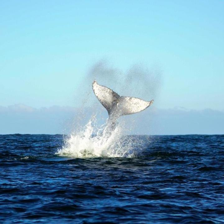 Вилла Vertientes De Pumillahue, Chiloe Экстерьер фото